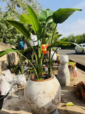 Flower Pot and Plant for Sale