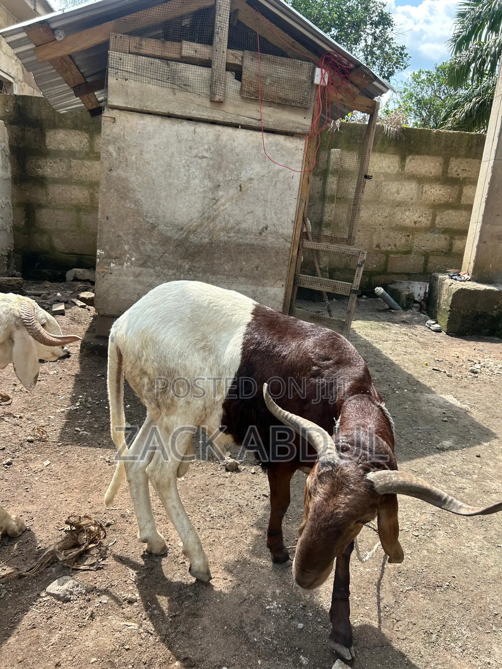 Healthy Ram for Sale – Big and Strong