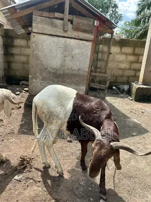 Healthy Ram for Sale – Big and Strong