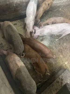 Grower Pigs