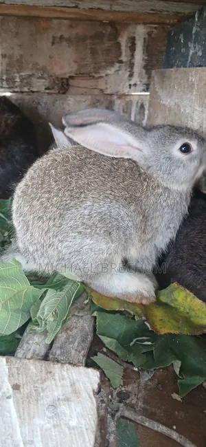 Strong and Healthy Rabbits for Sale
