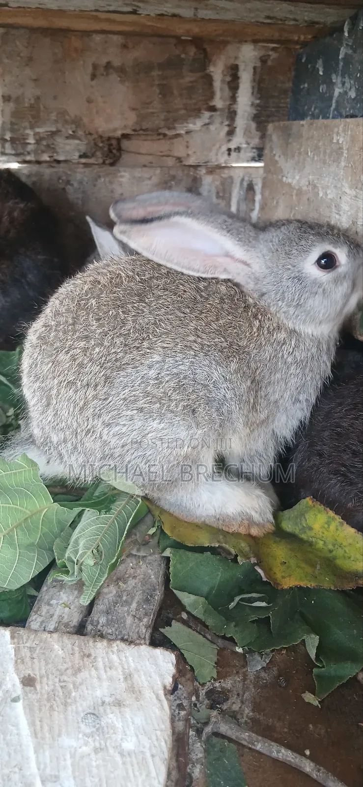 Strong and Healthy Rabbits for Sale