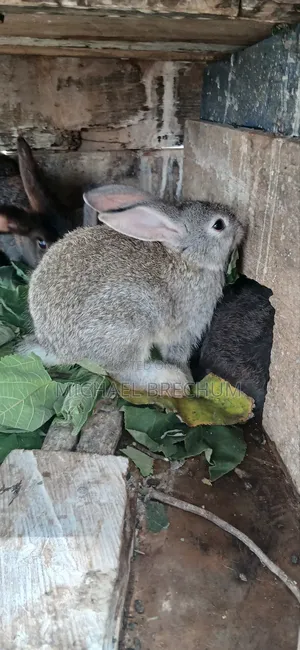 Strong and Healthy Rabbits for Sale