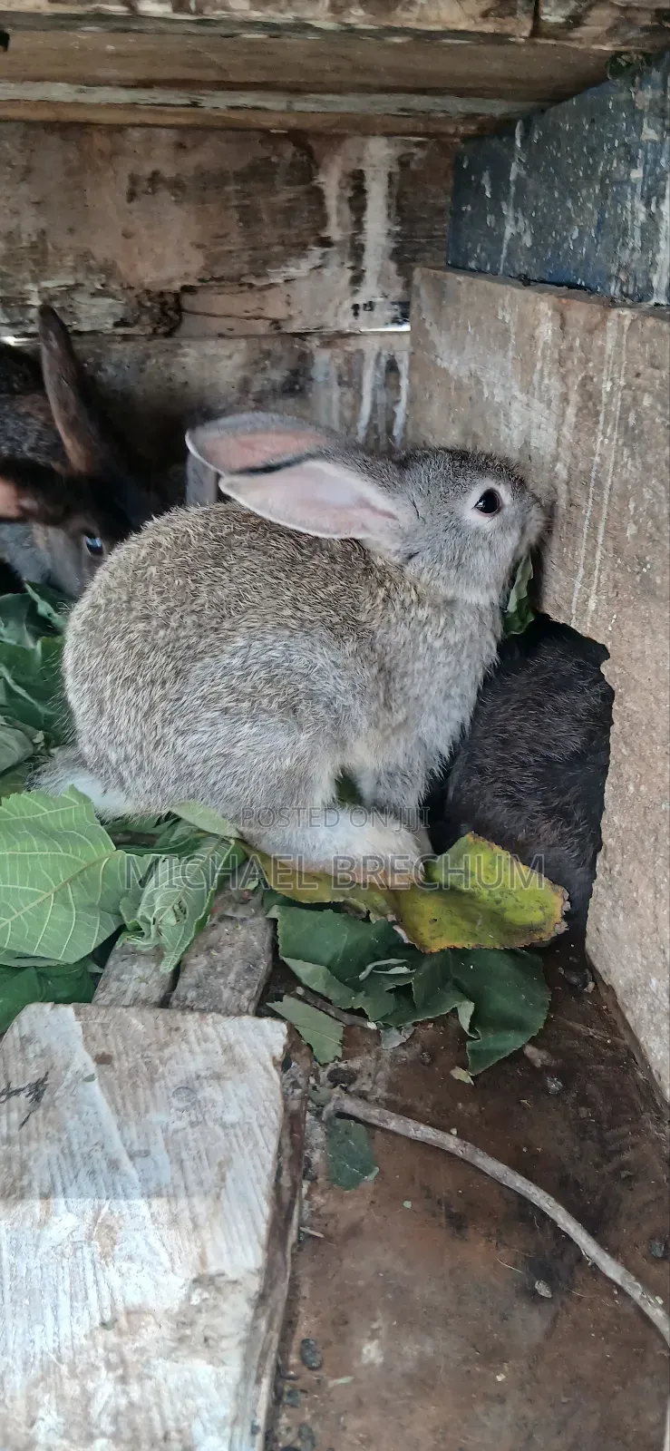Strong and Healthy Rabbits for Sale