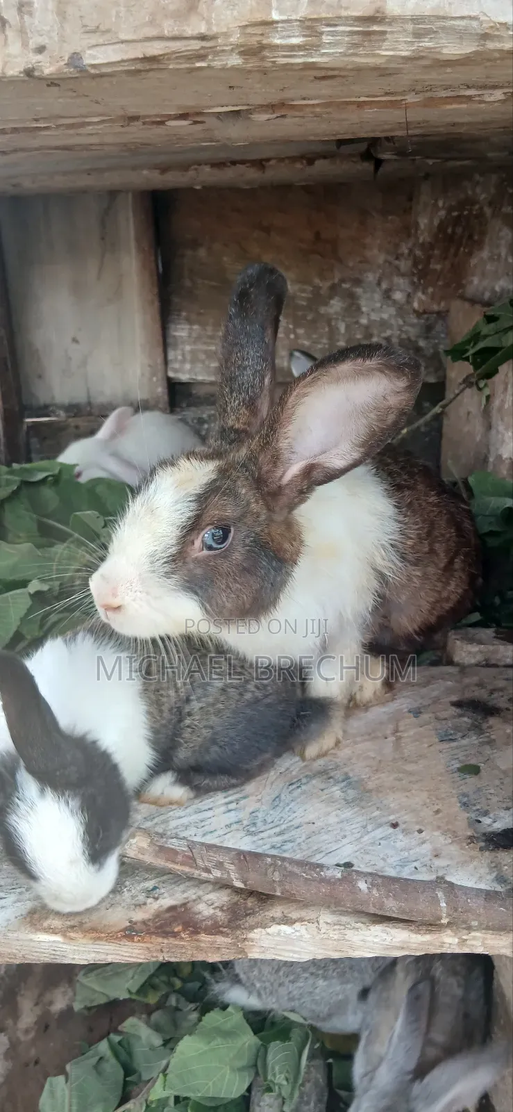 Strong and Healthy Rabbits for Sale