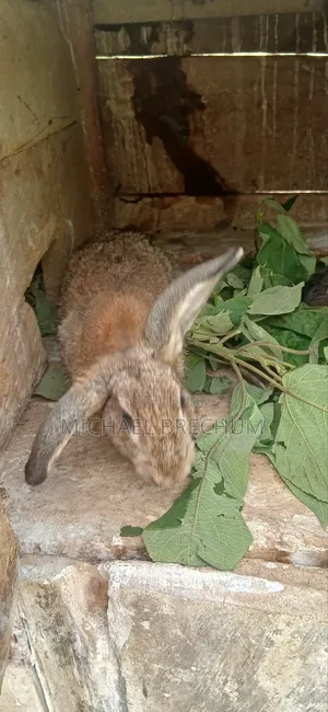 Strong and Healthy Rabbits for Sale