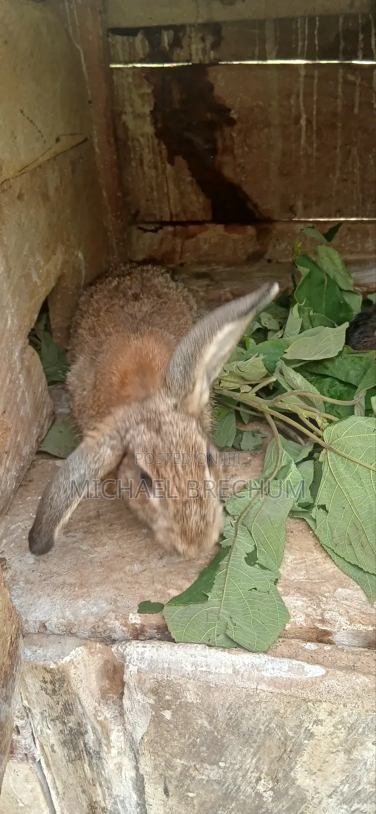 Strong and Healthy Rabbits for Sale