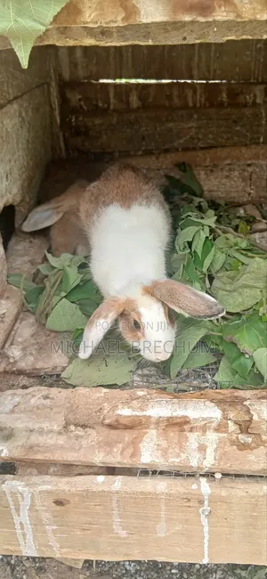 Strong and Healthy Rabbits for Sale