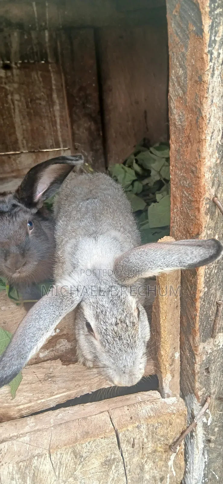 Strong and Healthy Rabbits for Sale