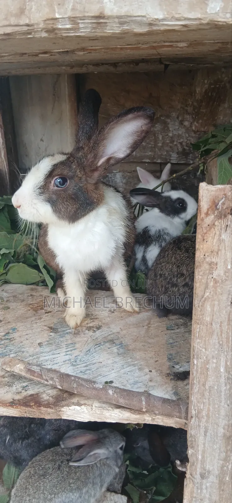 Strong and Healthy Rabbits for Sale