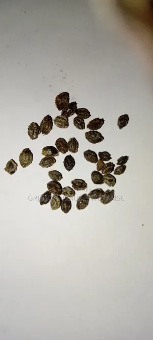 Dwarf Pawpaw Fruit, Seeds and Seedlings for Sale