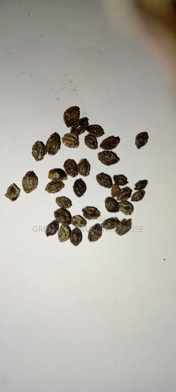 Dwarf Pawpaw Fruit, Seeds and Seedlings for Sale