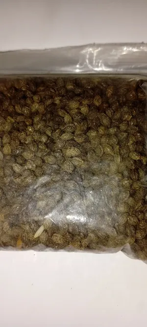 Dwarf Pawpaw Fruit, Seeds and Seedlings for Sale