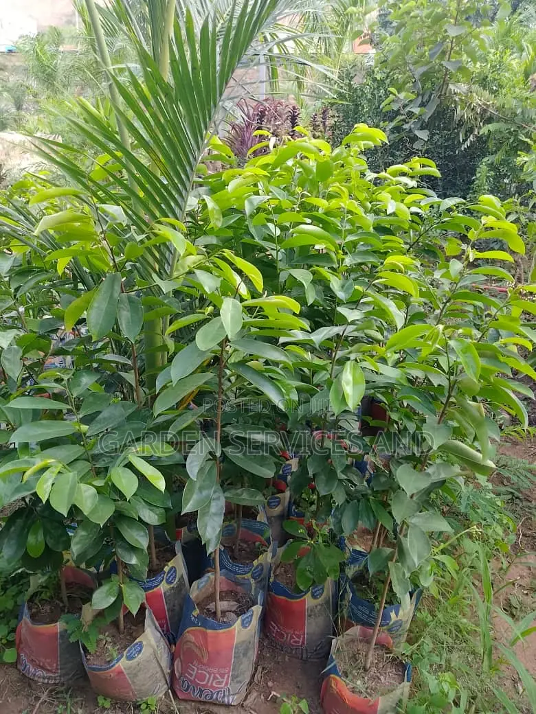 Soursop For Sale