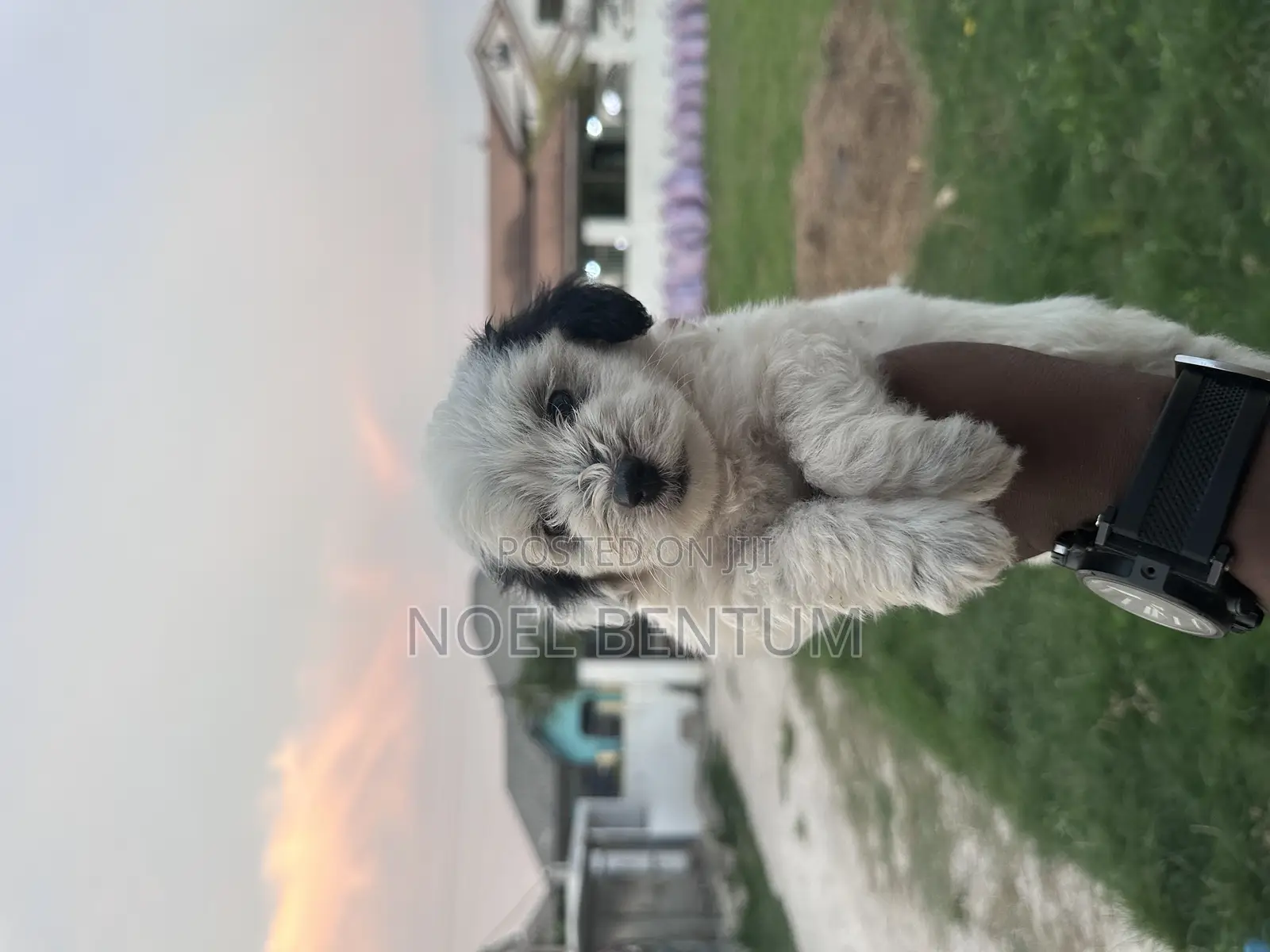 1-3 months Female Mixed Breed Maltese