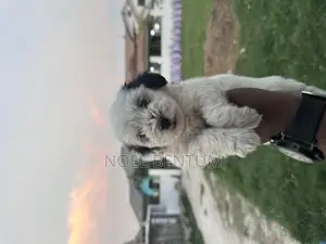 1-3 months Female Mixed Breed Maltese
