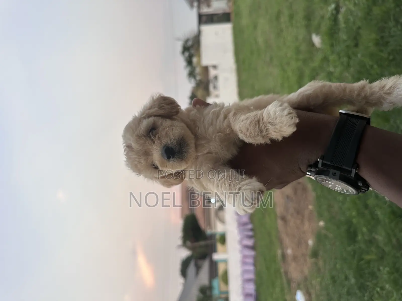 1-3 months Female Mixed Breed Maltese
