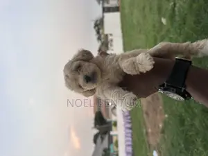 1-3 months Female Mixed Breed Maltese