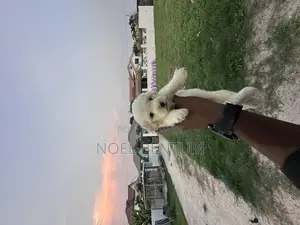1-3 months Female Mixed Breed Maltese