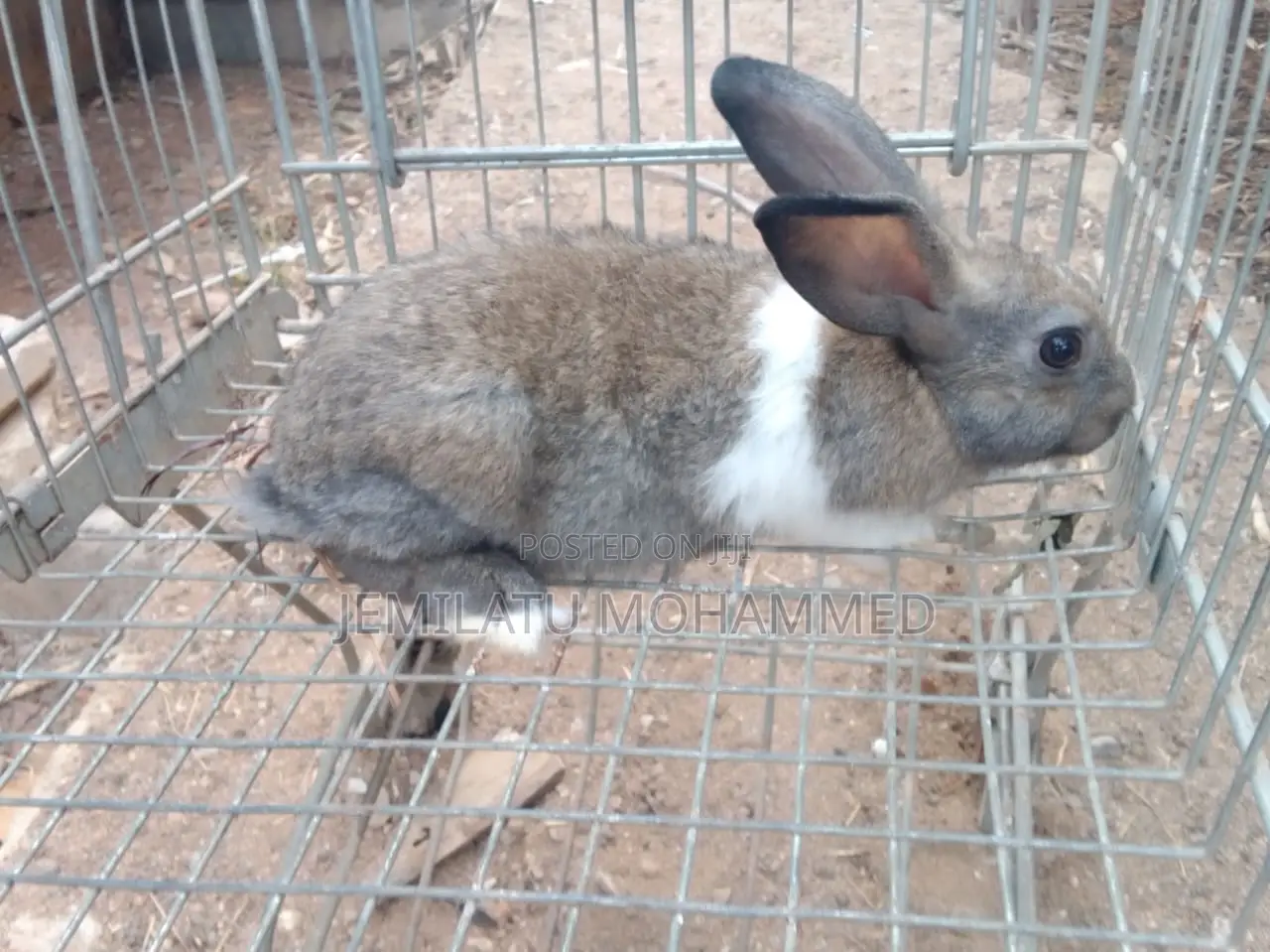 Nana Mohammed's Rabbit