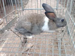 Nana Mohammed's Rabbit