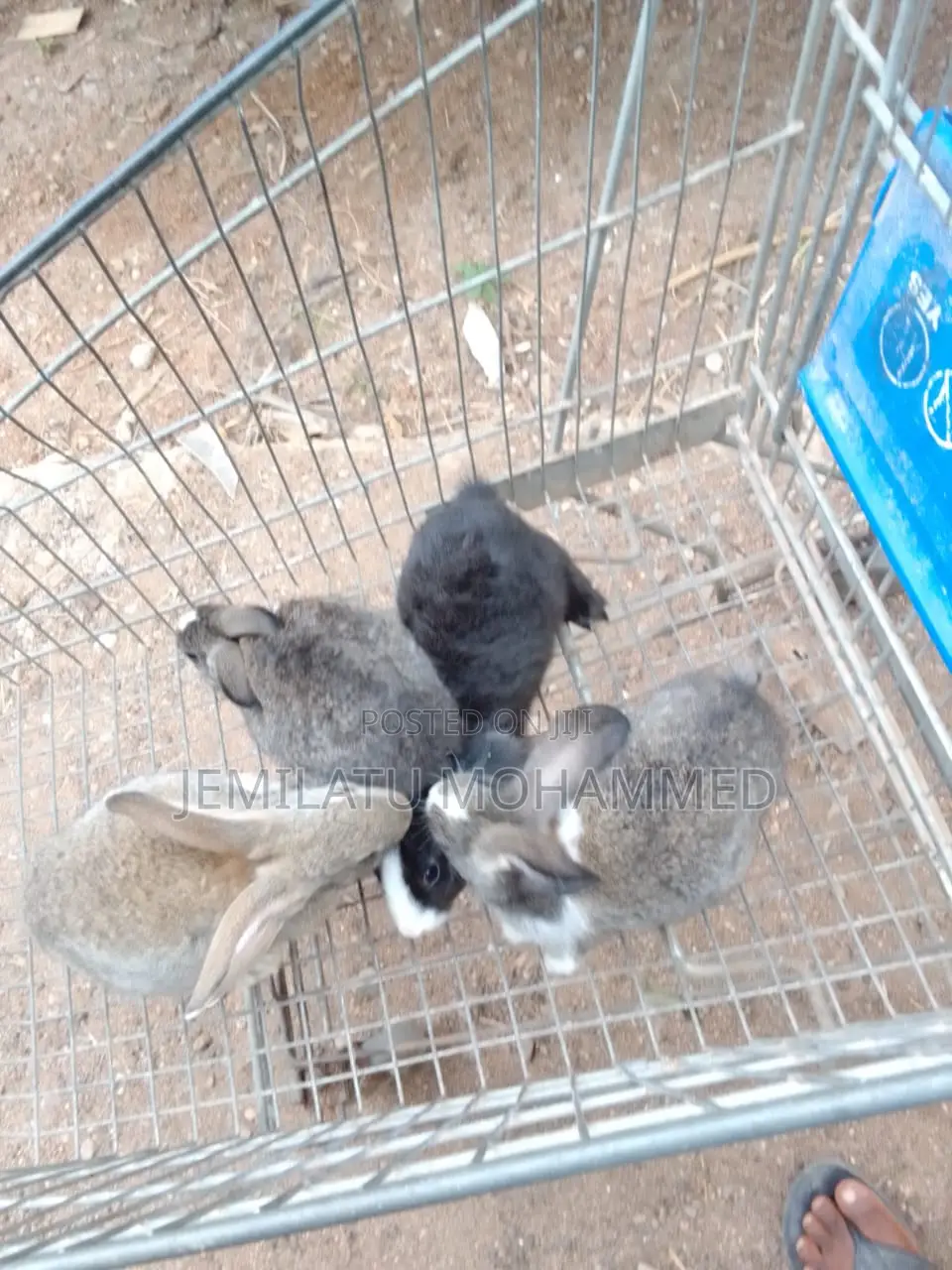 Rabbit Farm