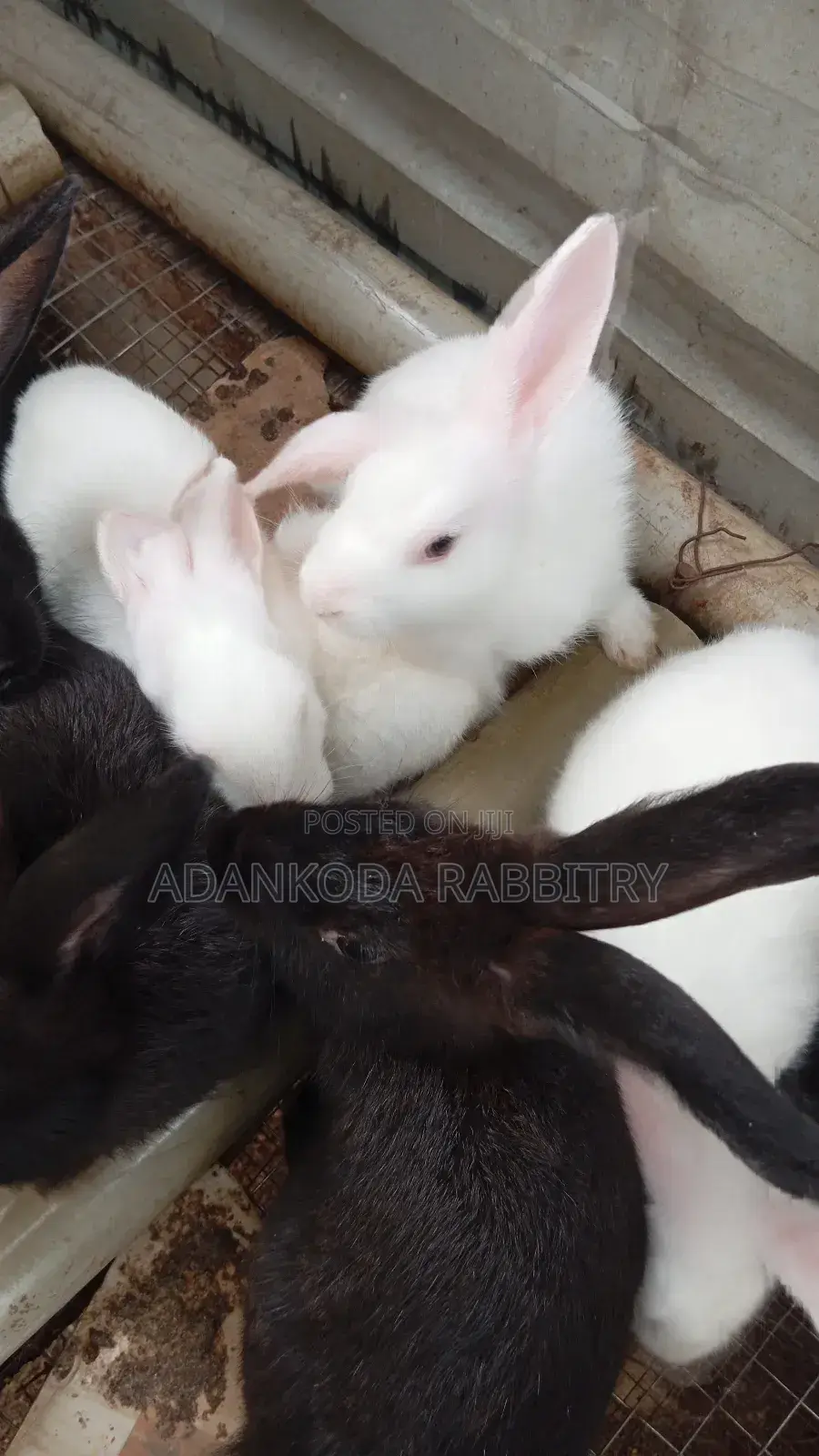 Colony Of Five Rabbits For Sale