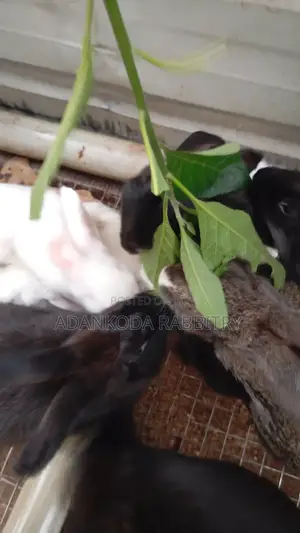 Colony Of Five Rabbits For Sale