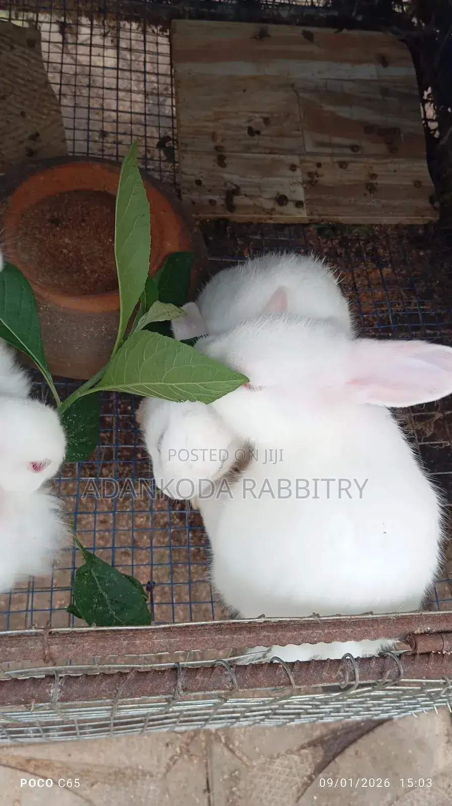 Colony Of Five Rabbits For Sale