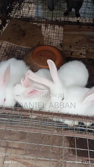 Colony Of Five Rabbits For Sale