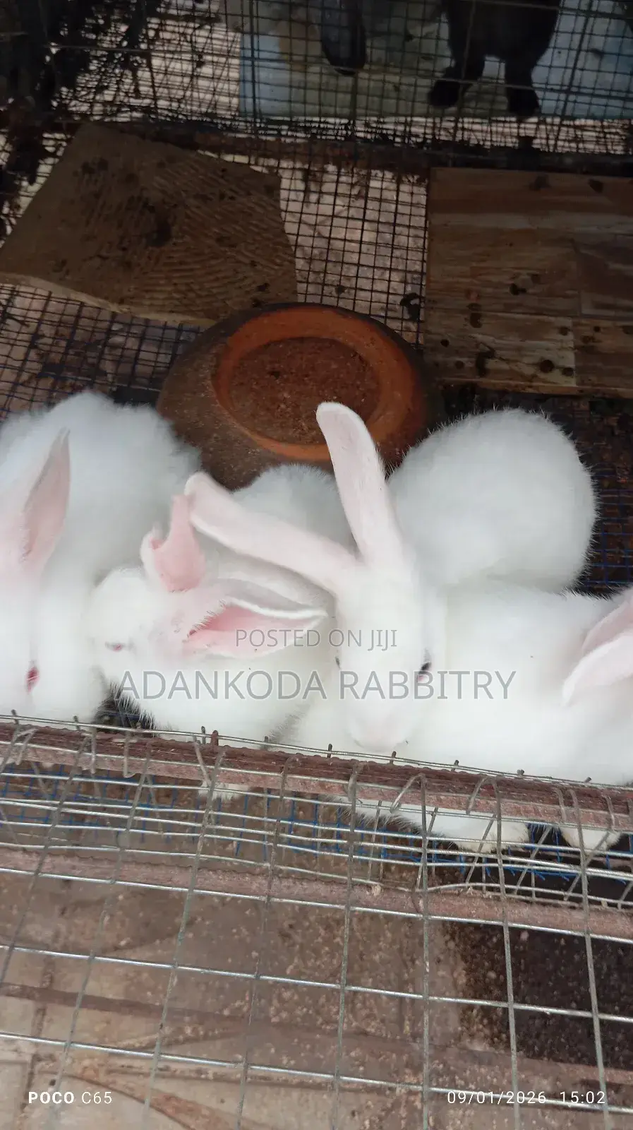 Colony Of Five Rabbits For Sale