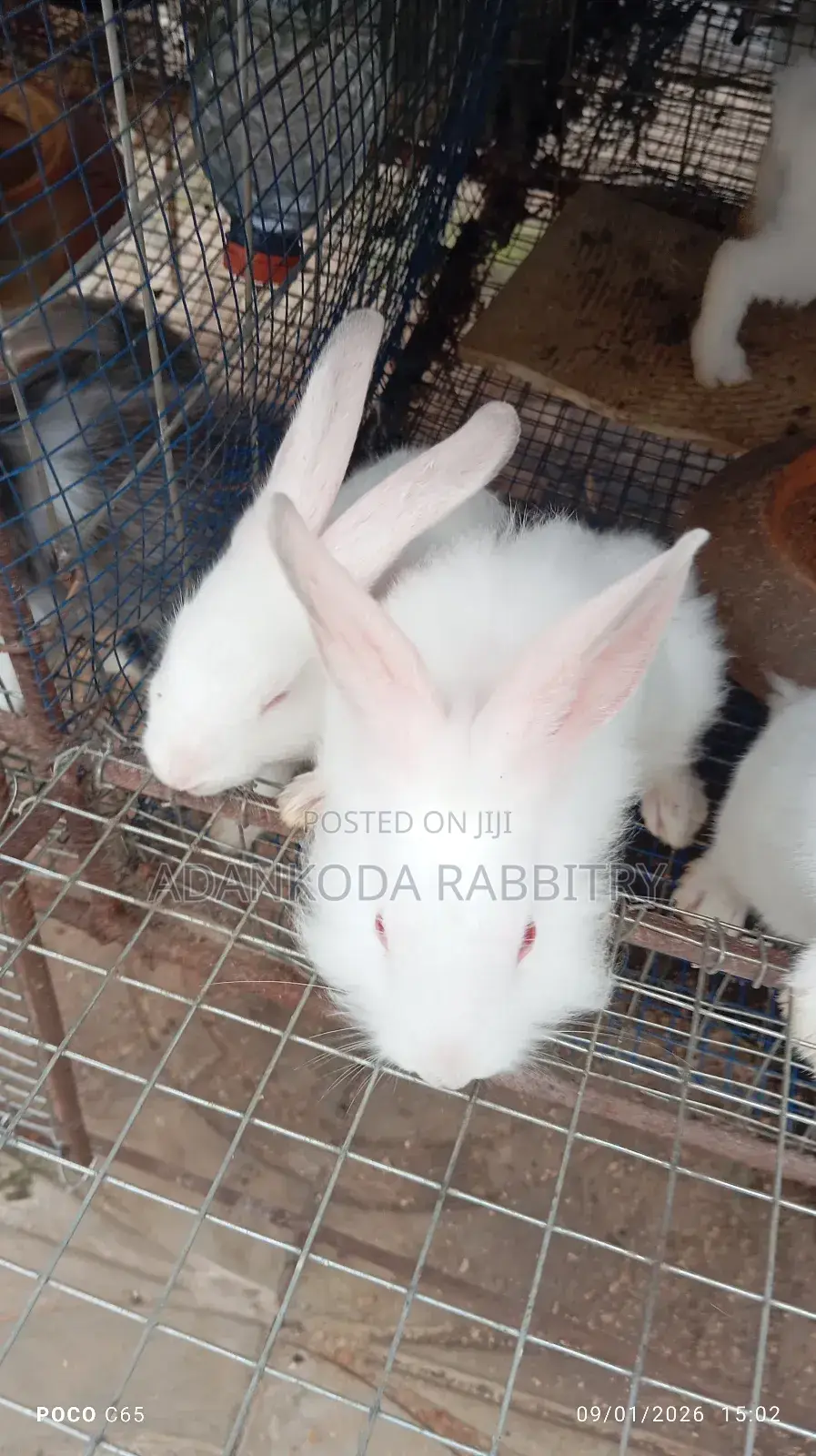Colony Of Five Rabbits For Sale