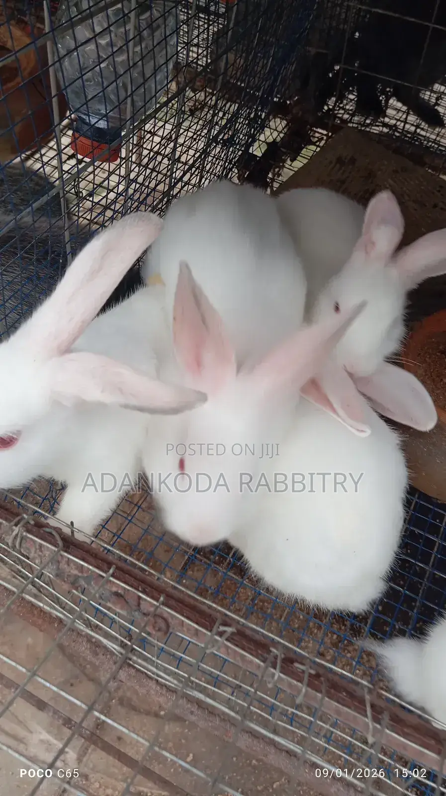 Colony Of Five Rabbits For Sale