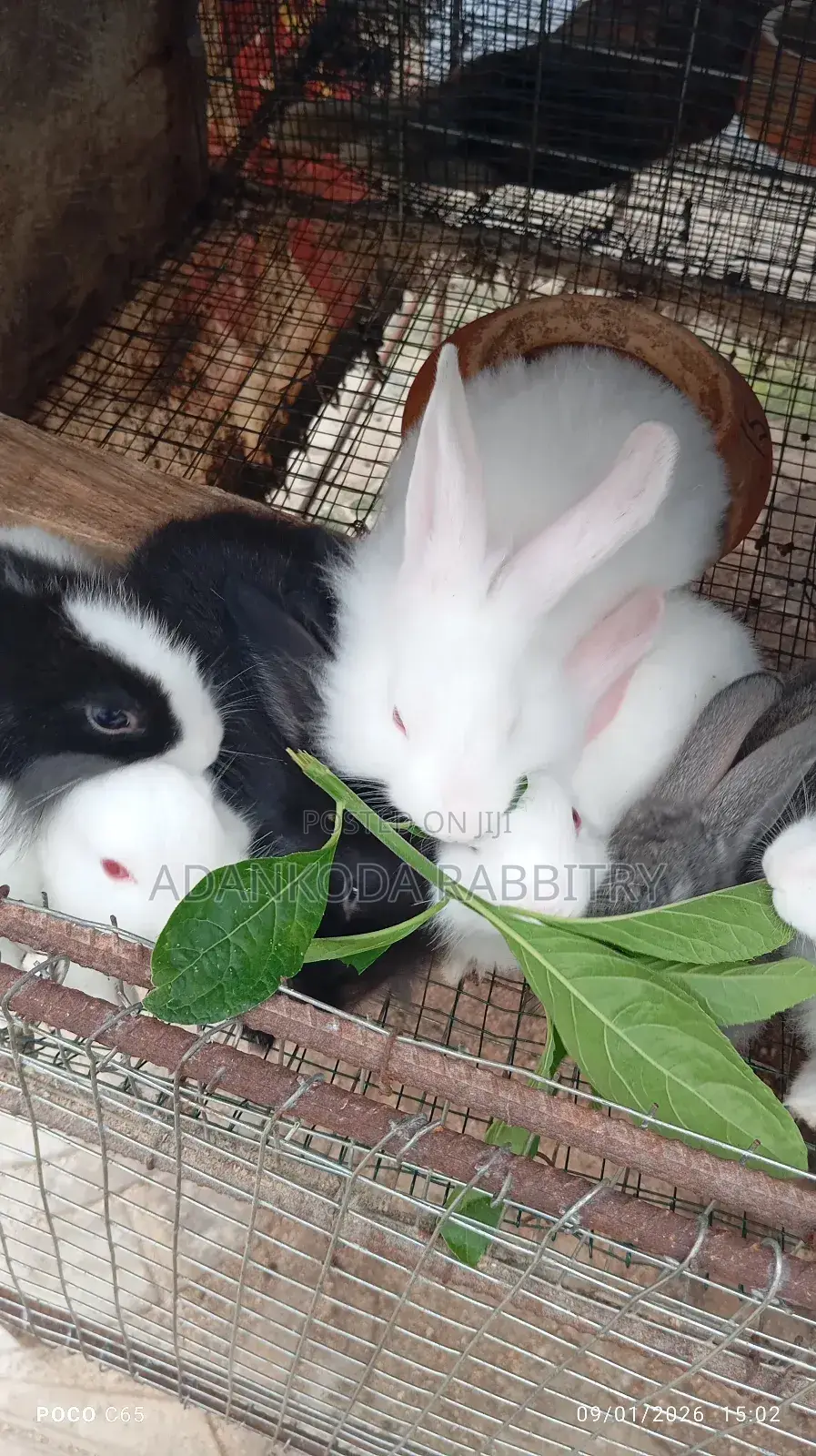 Colony Of Five Rabbits For Sale