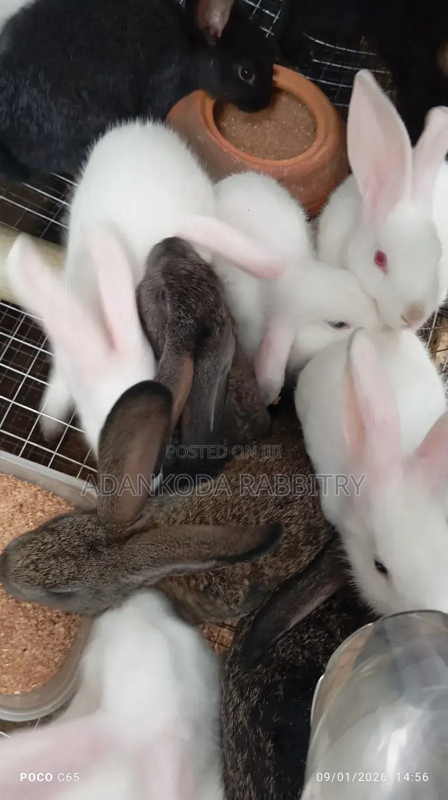 Colony Of Five Rabbits For Sale