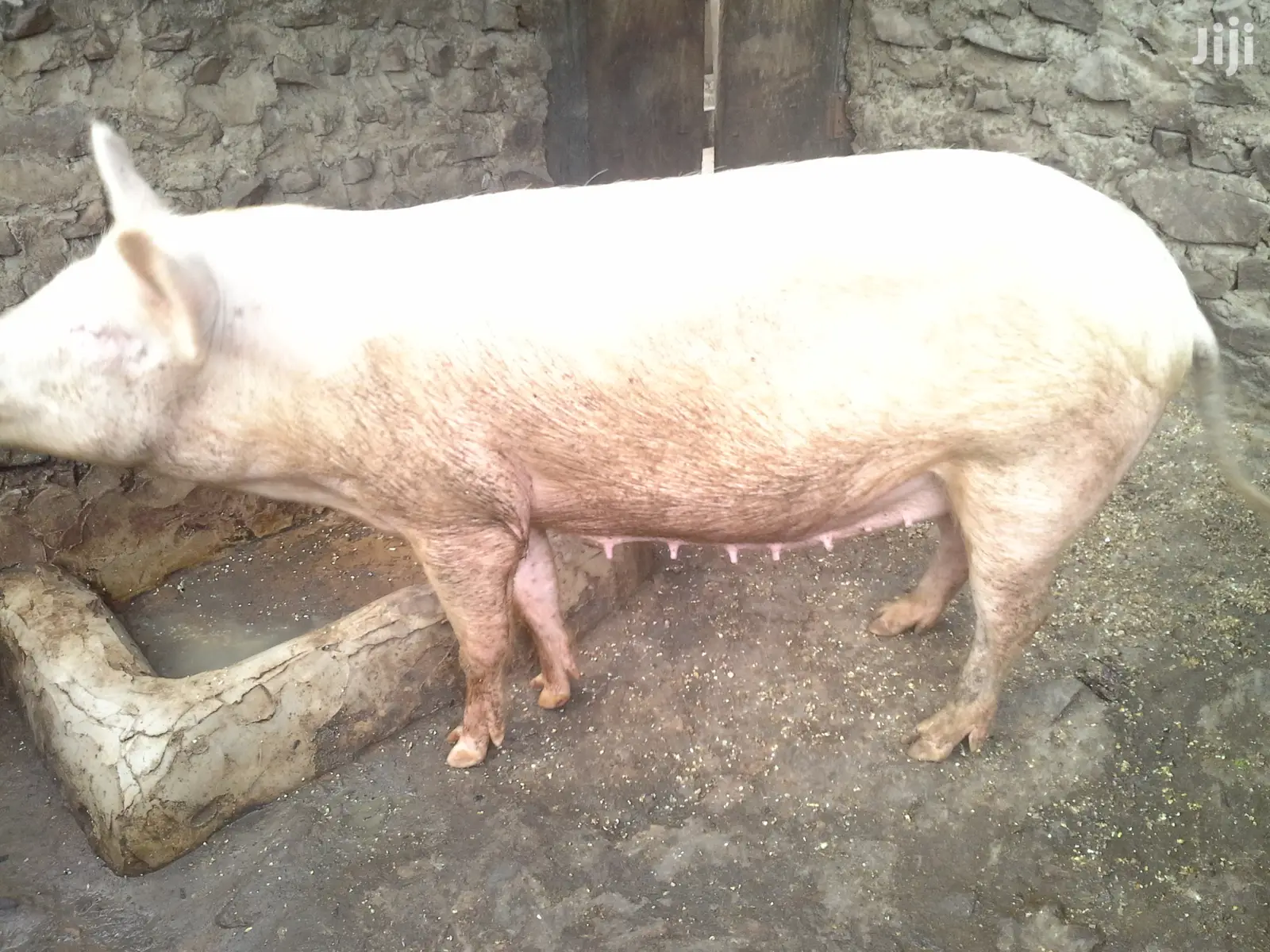 Fatless Pigs