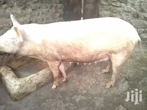 Fatless Pigs