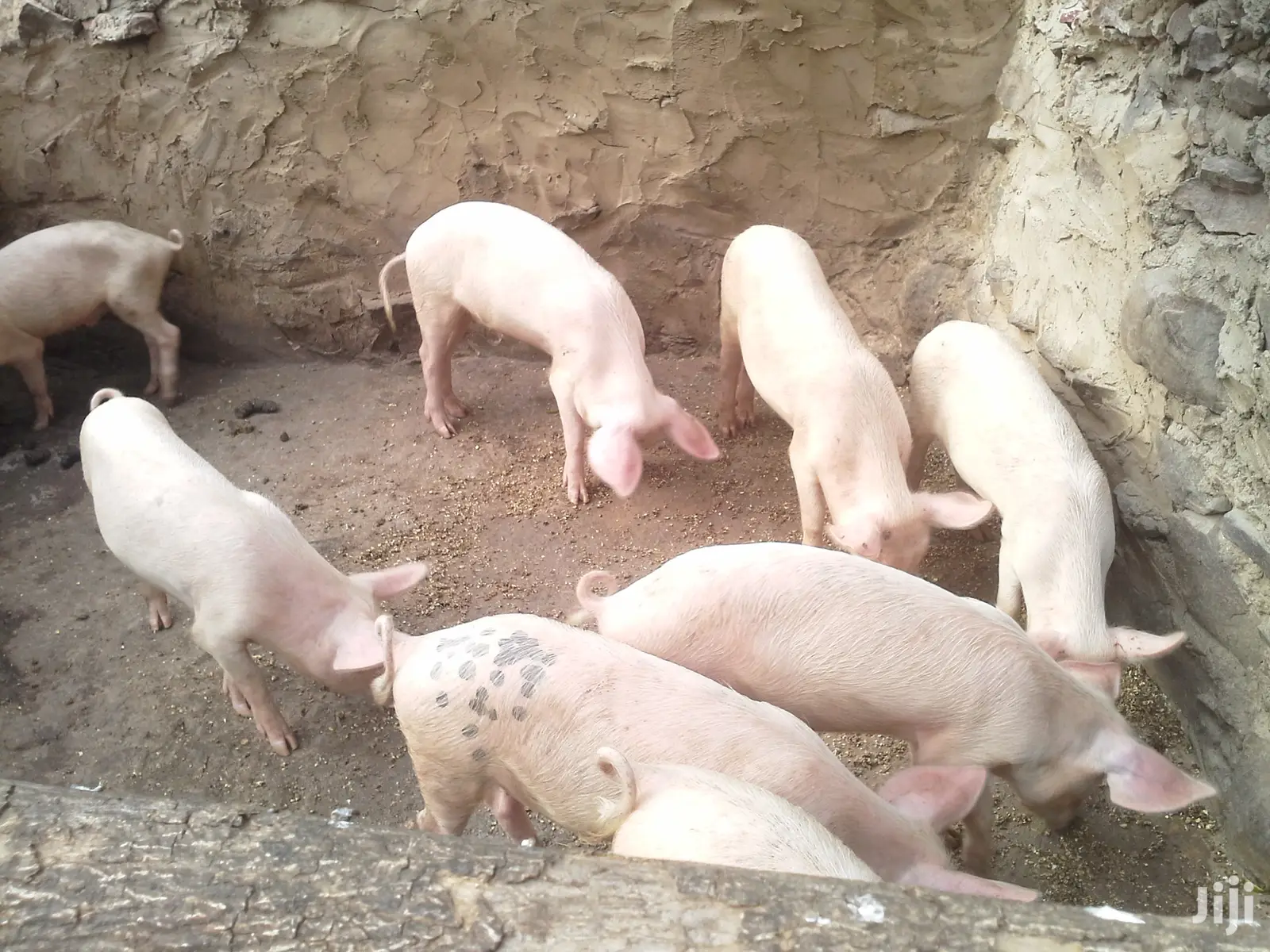 Fatless Pigs