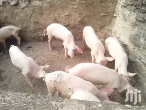 Fatless Pigs