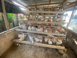 Used Battery Cages