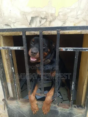 3-6 months Male Mixed Breed Rottweiler