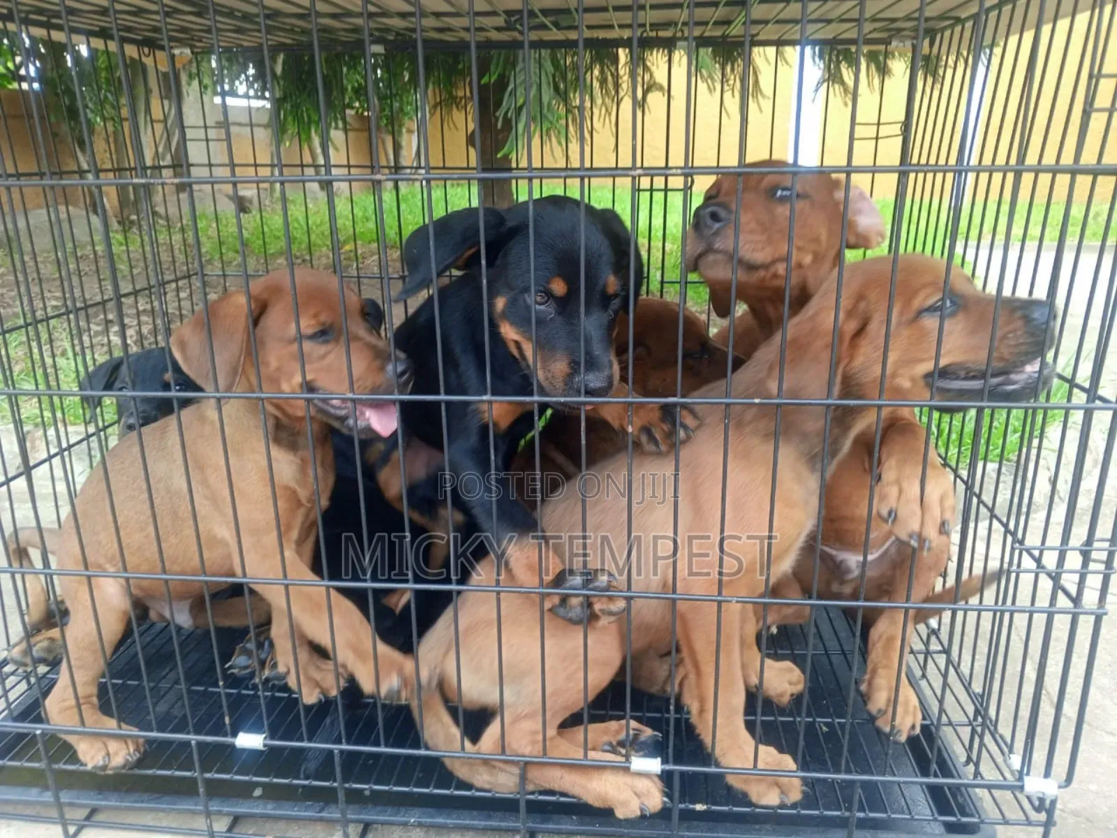 3-6 months Male Mixed Breed Rottweiler