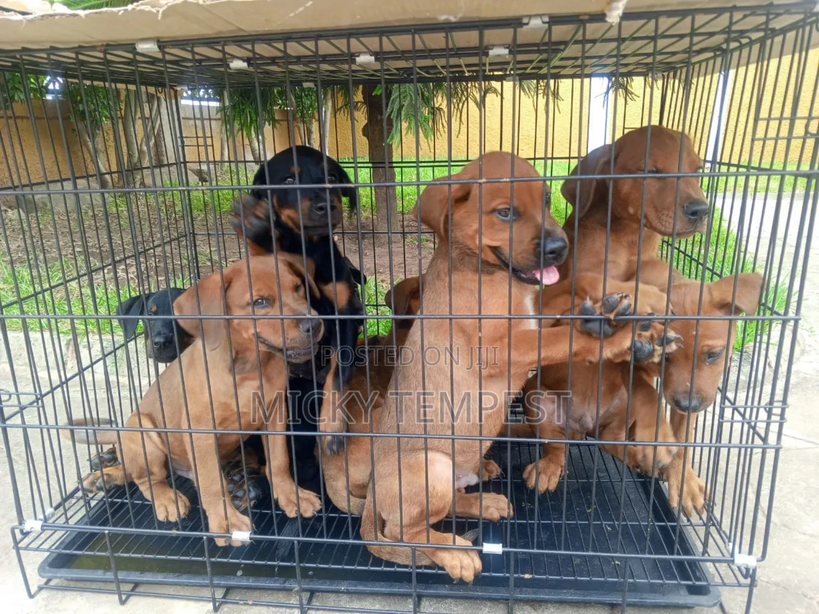 3-6 months Male Mixed Breed Rottweiler