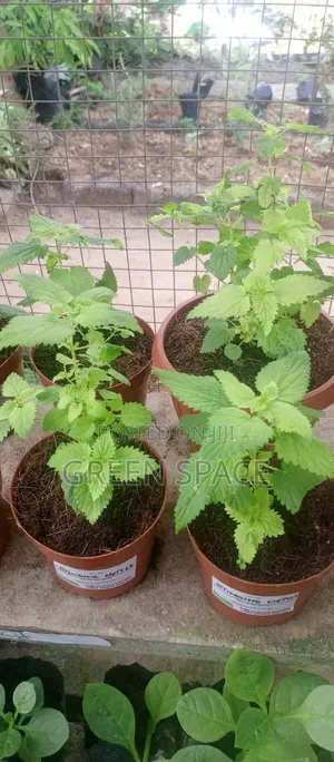 Stinging Nettle Plant