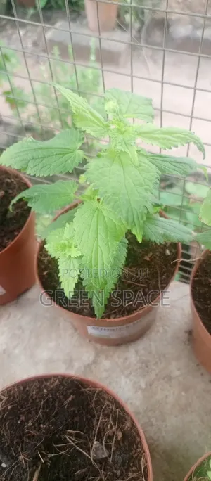 Stinging Nettle Plant