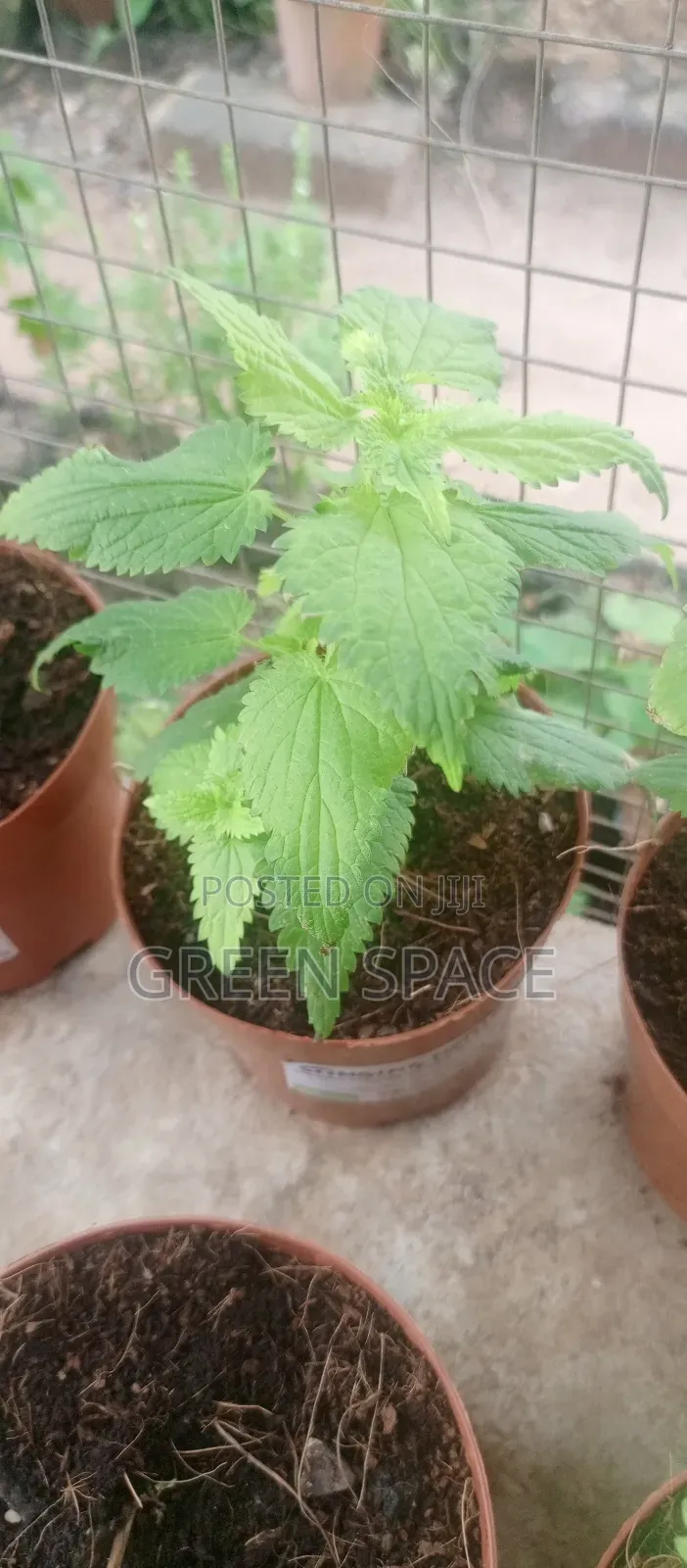 Stinging Nettle Plant