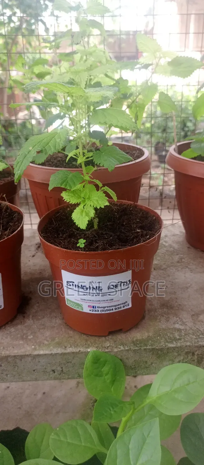 Stinging Nettle Plant