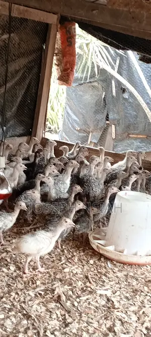 Turkeys for Sale