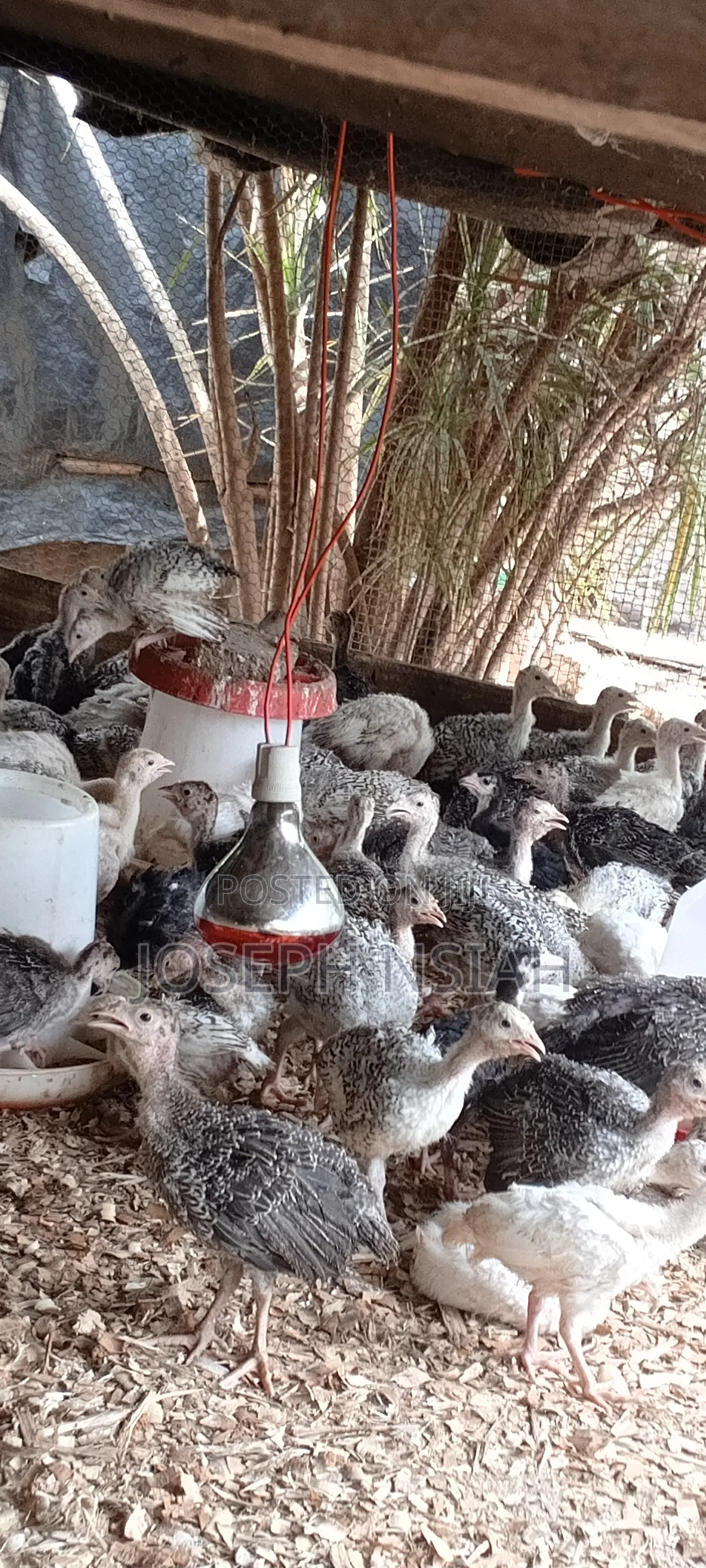 Turkeys for Sale