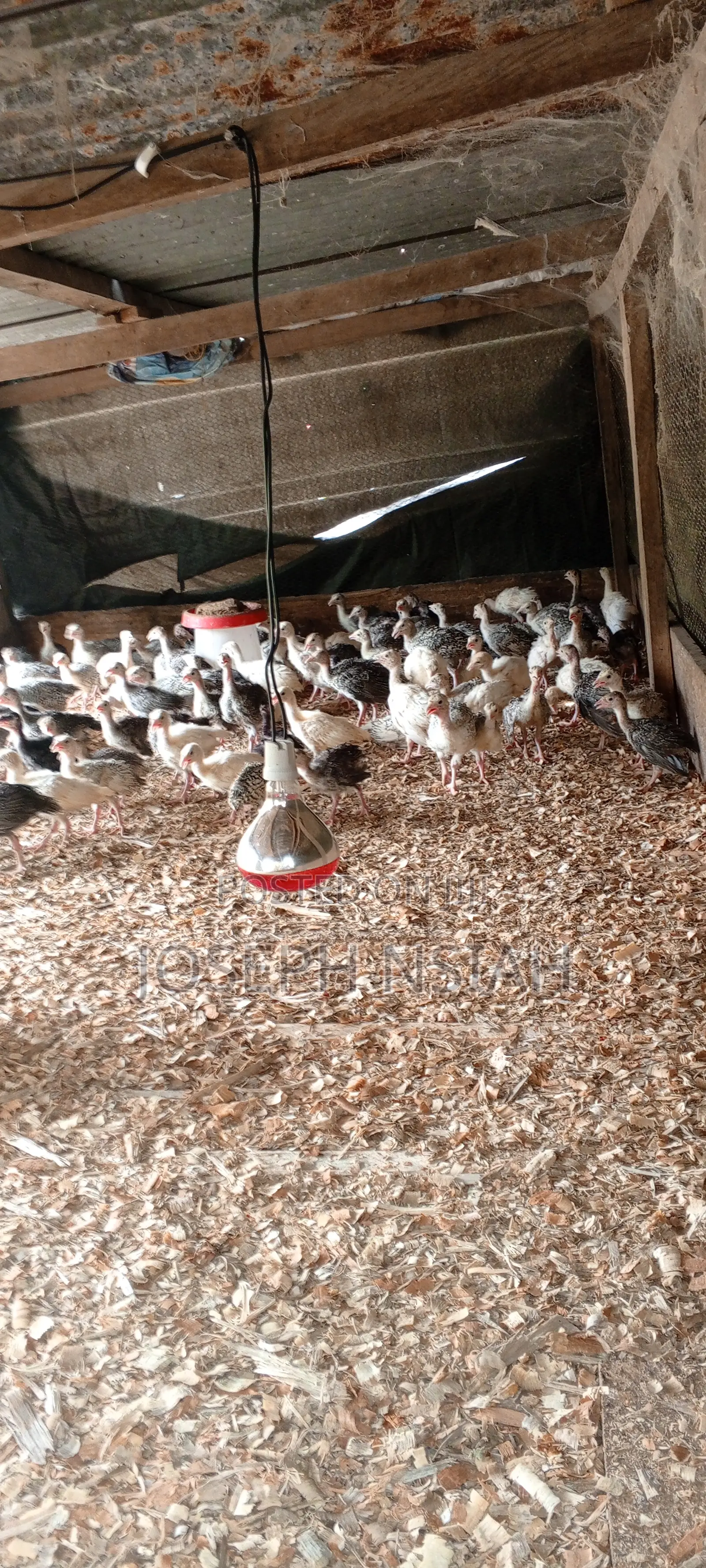 Turkeys for Sale